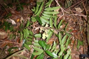 <strong>Cupaniopsis leptobotrys - Gâteblé Gildas - 320</strong><br />© Gâteblé Gildas